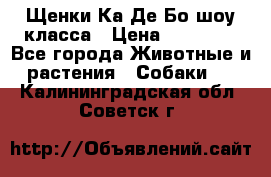 Щенки Ка Де Бо шоу класса › Цена ­ 60 000 - Все города Животные и растения » Собаки   . Калининградская обл.,Советск г.